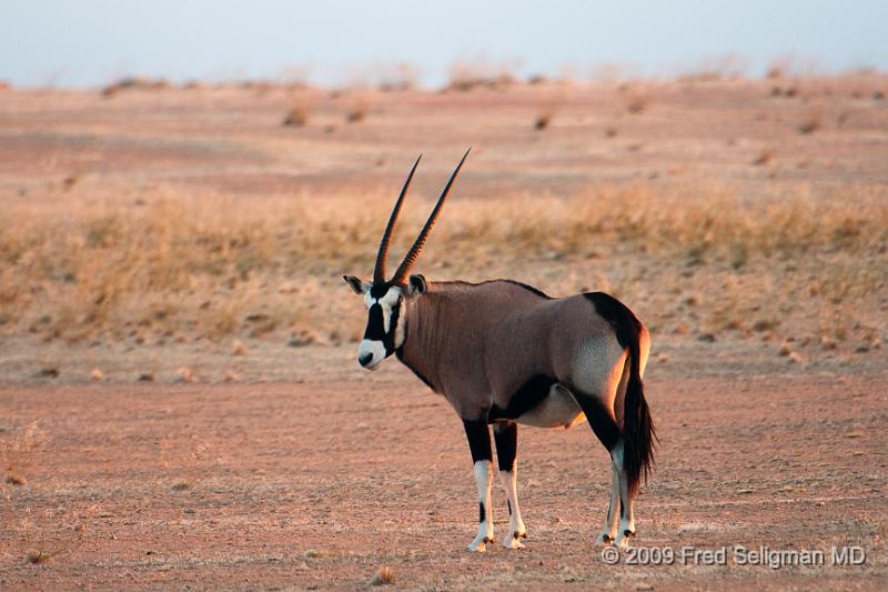 20090605_182814 D300 X1.jpg - The horns are seen in both genders